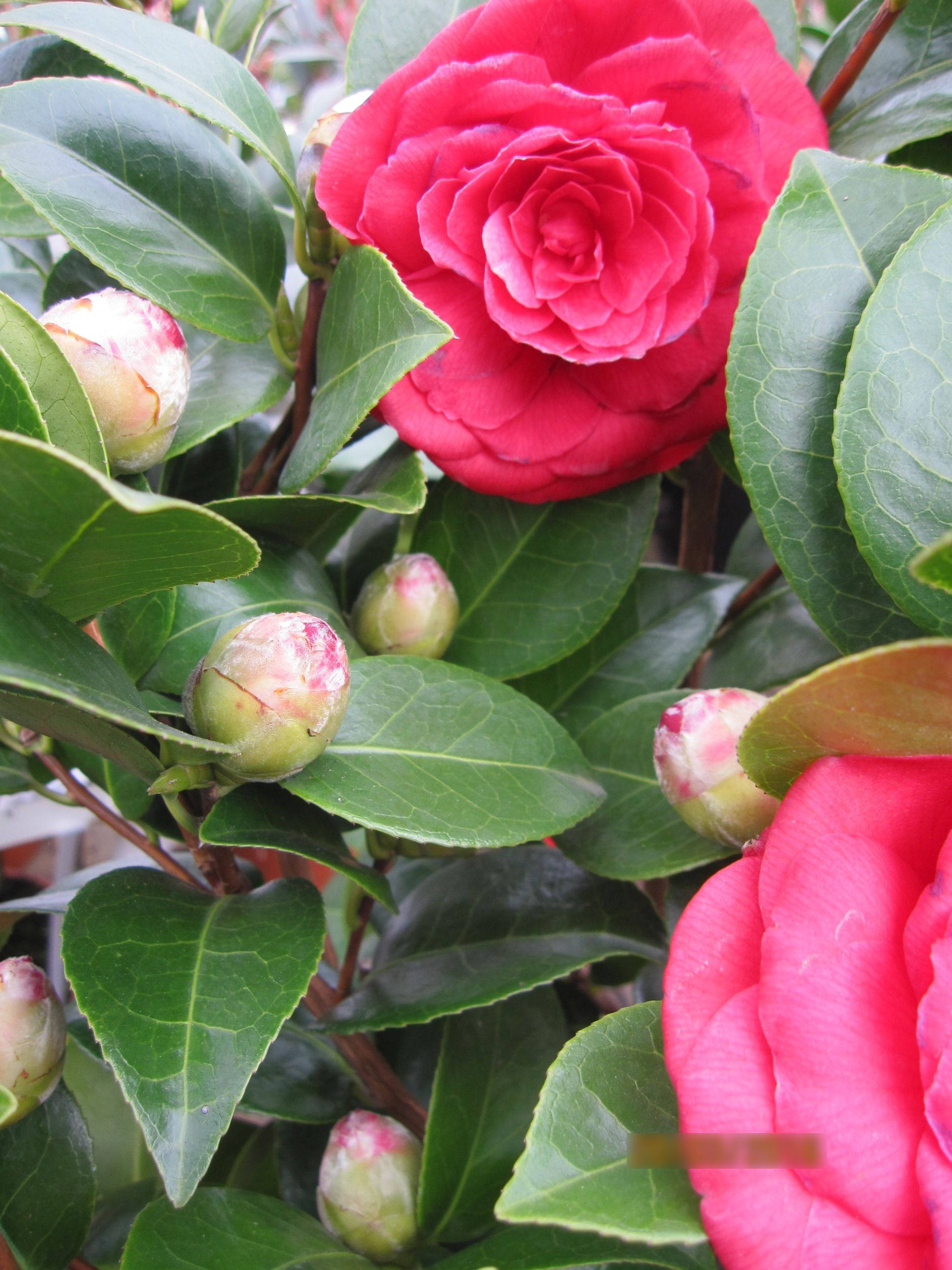 Camellia japonica Black Lace - japanische Kamelie Black Lace